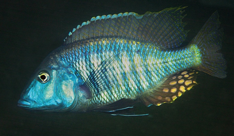 Taeniolethrinops laticeps 'Tsano Rock'